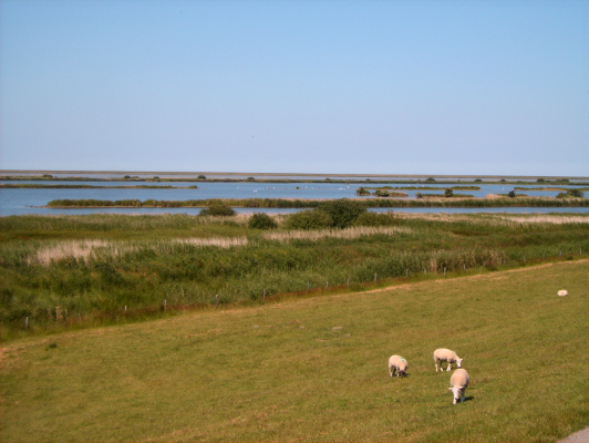 Lüttmoorsee im Beltringharder Koog