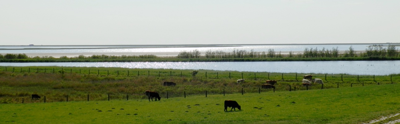 Salzwasserlagune im Beltringharder Koog