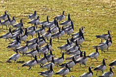 Gänse im Beltringharder Koog