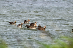 Gänse im Beltringharder Koog