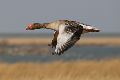 Gans im Beltringharder Koog