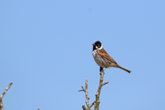 Vögel im Beltringharder Koog