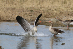 Gänse im Beltringharder Koog