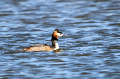 Vögel im Beltringharder Koog