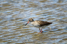 Vögel im Beltringharder Koog