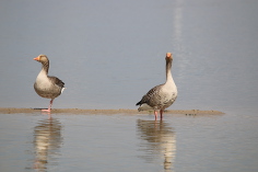 Gänse im Beltringharder Koog