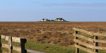 Warft der Hamburger Hallig