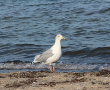 Möve am Strand