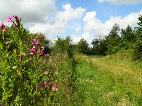 Wanderwege im Katinger Watt