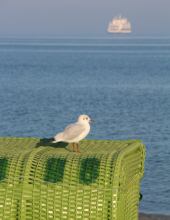 Möve auf Strandkorb