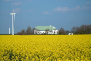 Rapsfeld im Sönke-Nissen-Koog