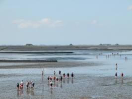 Wattwandern zur Hallig Nordstrandischmoor